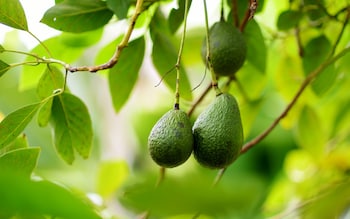 Avocados ripening on the tree