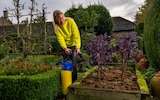 Bunny Guinness spraying the soil of the vegetable garden