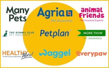 Best pet insurance for dogs and cats including Petplan, Tesco, Sainsbury's, M&S, Animal Friends and More Than