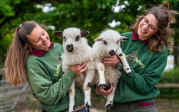 Sheep new breed Shalais Shetland Valais animals farm Farmer Palmer’s petting zoo Dorset 