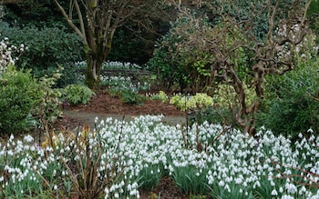 A carpet of snowdrops at the Garden House in Devon