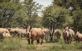 Conservation NGO African Parks has purchased the worldâ  s largest captive rhino breeding operation in an attempt to re-wild 2000 rhino to safe areas across Africa. Some of the 2000 strong herd at a rhino farm outside Johannesburg