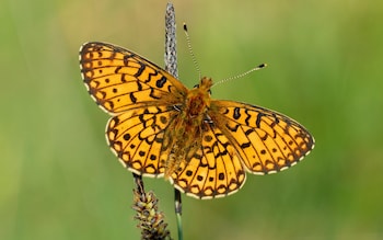 'You could attract more than 20 species, my personal garden tally is now 24,' says Val Bourne